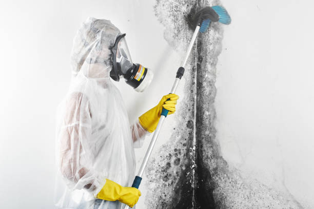 Asbestos and Lead Testing During Mold Inspection